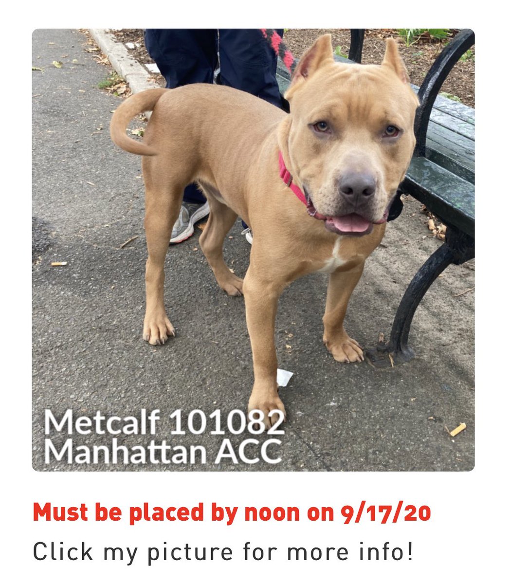 StopNYCacc's tweet photo. Up next on the NYC ACC death list, these 3 beautiful babes, which have until NOON on 9/17. Just because Mayor DeBlasio let down these souls, does not mean hope is lost!! #stopNYCacc https://t.co/TktMU70jIj