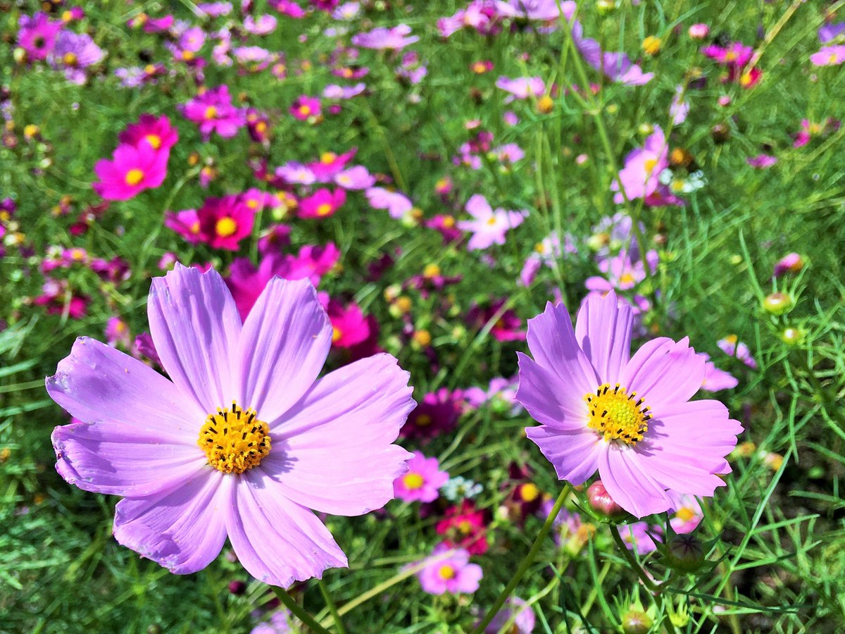 丸瀬布温泉マウレ山荘 公式 V Twitter 日本最大級のコスモス 園がある 太陽の丘えんがる公園虹のひろば ホテルから車４０分 の広大な敷地にはコスモスを始め 百日草やひまわりも咲き鮮やかに彩っています 遠軽町 コスモス