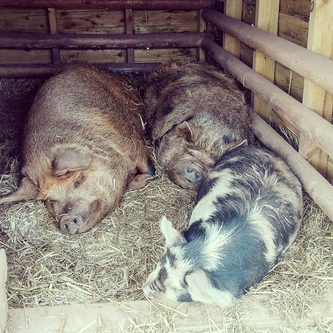 Torre Cider Farm tweet media