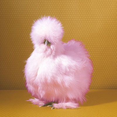 A Thread of Saff ( @saffdotcom) as Cute Chickens