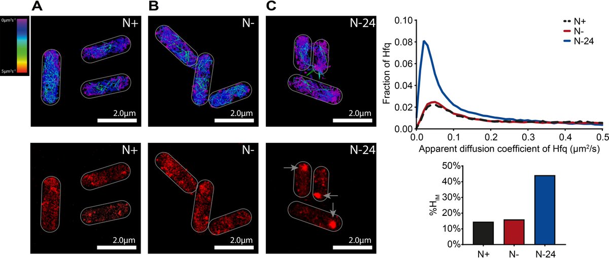 CBRB_Imperial's tweet image. The Wig lab now has the technology (from @oniHQ) and knowhow (@JoshMcquail) to study the dynamics of proteins in live pathogenic bacteria at single molecule level in the CMBI (you can get very informative #SingleMoleculeTracking and cool images at the same time!).