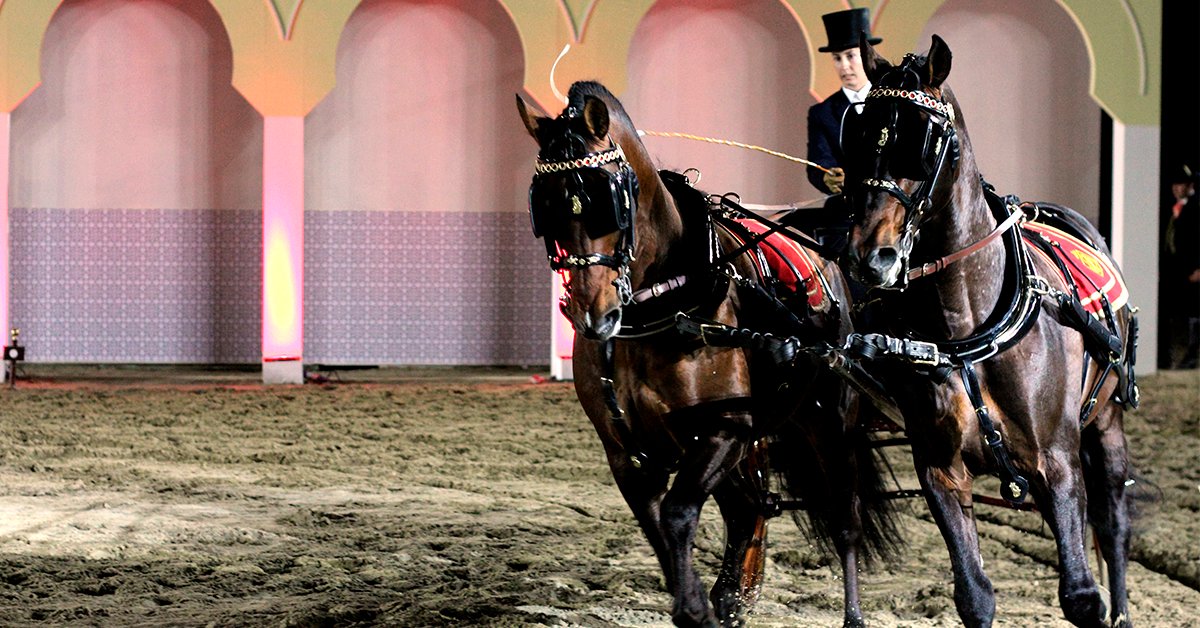 CityExpert_'s tweet photo. En #Jerez puedes disfrutar del espectáculo "Como bailan los caballos andaluces", de la Real Escuela Ecuestre. Un show lleno de elegancia y tradición 🐴 Todos los martes y jueves. ¡Reserva ya tu plaza! #Expertosenturismo

☎️ 900 920 092
📩 info@cityexpert.travel https://t.co/rMjS4udpnA