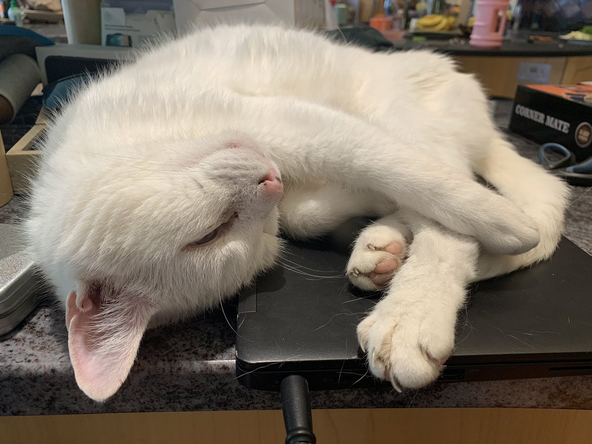 Bijou Boy tweet media