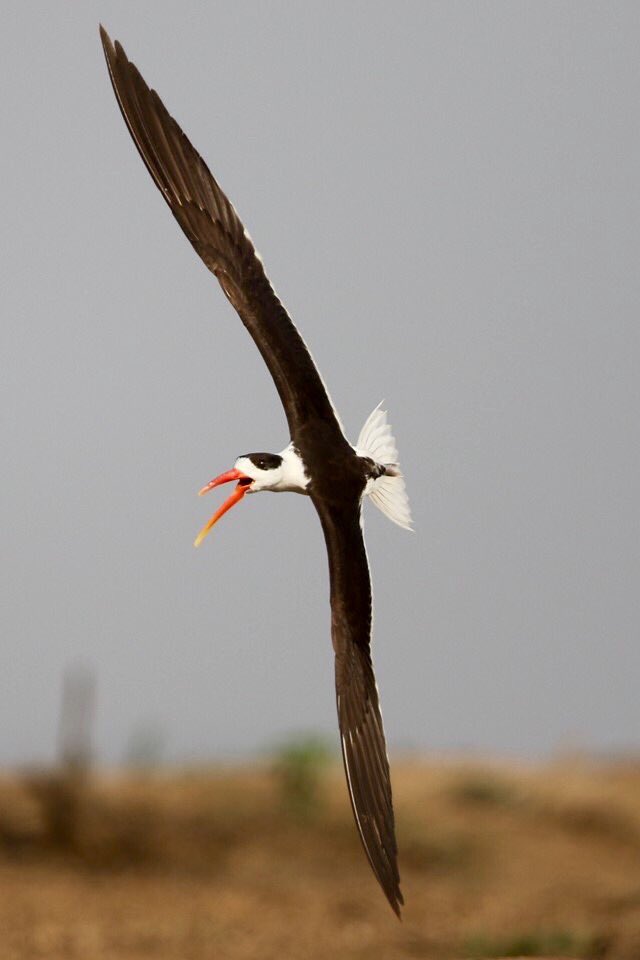  @natgeo  @Avibase  @ThePhotoHour  @NatureIn_Focus  @SanctuaryAsia #IndiAves  #birds  #birdwatching  #birdphotography  #BBCWildlifePOTD  #WildlifePhoto Span!!! My brother's FB profile http://facebook.com/profile.php?id …IG handle (Dr. Atul Jain) http://instagram.com/atuljain67?igs …