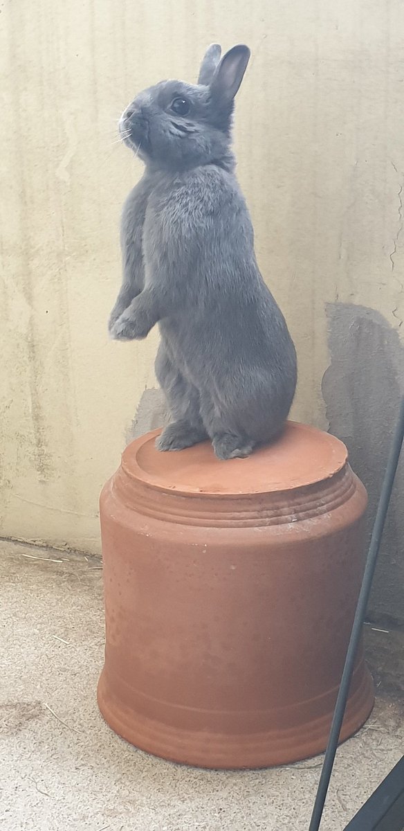 Paulosorus's tweet photo. @hugoclement ATTENTION LAPIN RAPTOR
extrêmement dangereux https://t.co/yDbj4r21sq