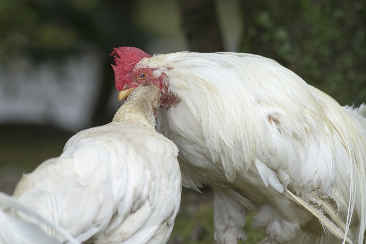 宮本 桂 伊勢神宮の鶏たち 雌鶏が雄鶏の首筋を何度かつついていましたが 雄鶏に怒られました 宮本 桂 伊勢神宮の鶏たち 雌鶏が雄鶏の首筋を何度かつついていましたが 雄鶏に怒られました