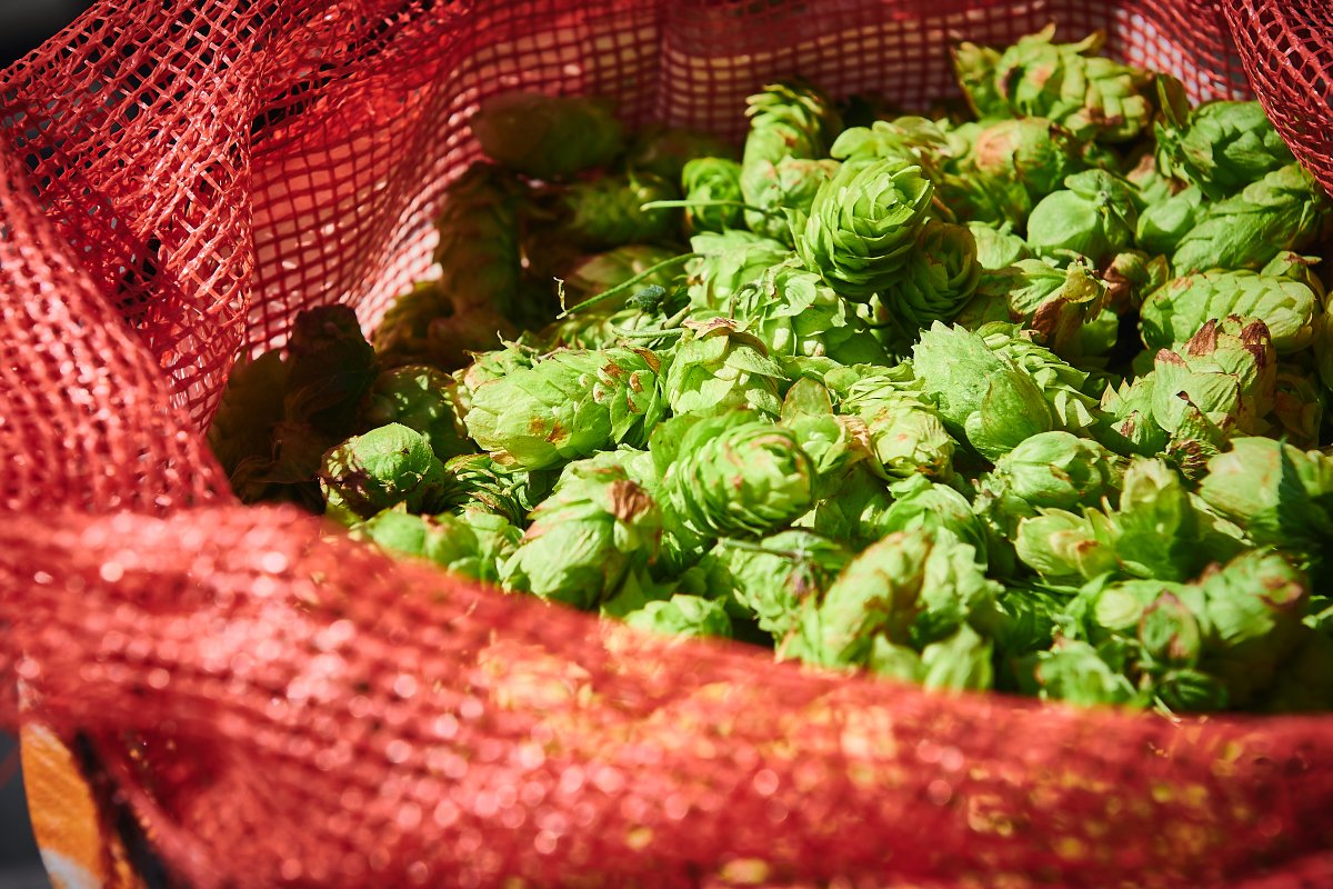 bunkerbrewingco's tweet image. We picked up some fresh hops from our friends at @TheHopYardME this past week #wethoppedbeersoon 🍺
Also Fri and Sat we’ve got @luckylousplace bringing the Greek food heat to the tasting room! 🥙🍟
#wethops #localhops #fallbeers #foodtrucks #mainehops #weekendeats