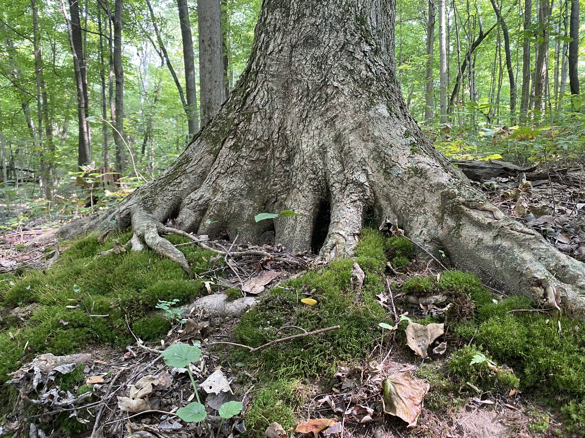 TheUrbanAnimist's tweet photo. Nature can teach us much and more if you keep an open mind, and listen to her. Listen to the wisdom of the trees, Rocks, rivers and wind. They will teach you more than you could even imagine. #animist #animism #nature #natureworship #paganism #pagan #Occult #esoteric #magic https://t.co/O74FQOiRrC