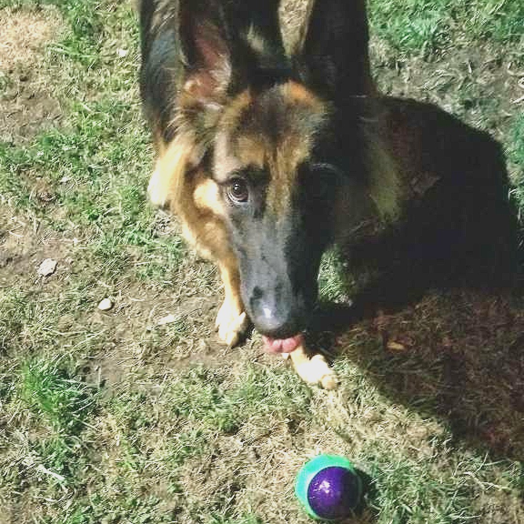Alexandria Pet Care tweet media