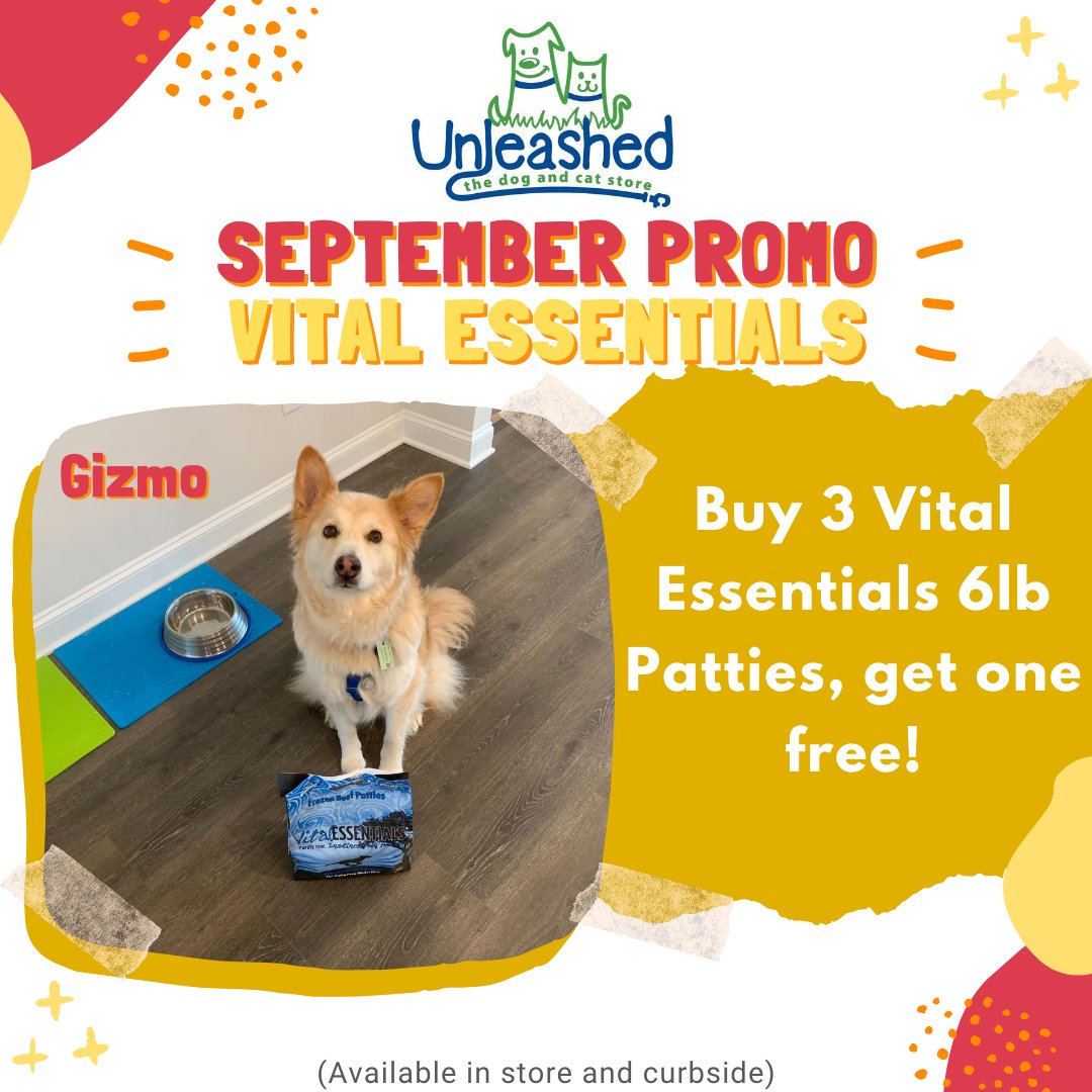UnleashedLB's tweet image. For the month of September at @UnleashedLB, if you buy 2 Vital Essential 6lb patties, you can get one free! Now let&apos;s all appreciate the amount of self-restraint Gizmo is showing here 🐶👏

#shoplocalraleigh #dogs #petsofthetriangle #cats #unleashedthedogandcatstore