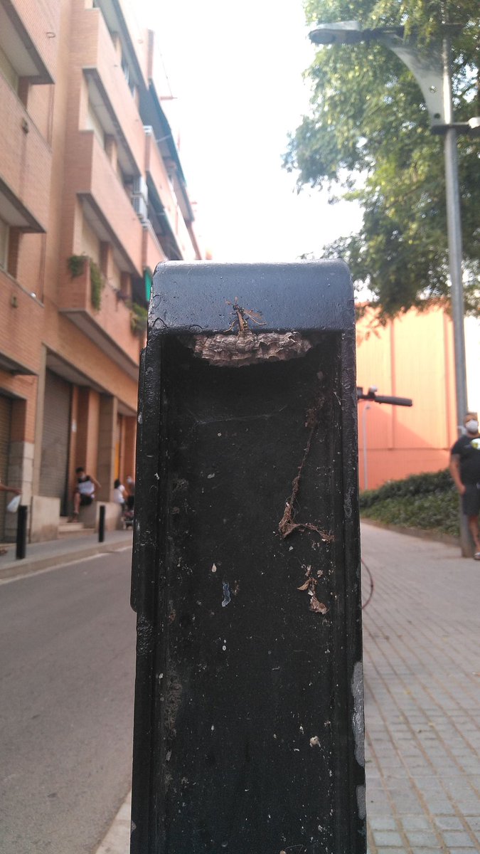emerinocabrera's tweet photo. Un avisper al costat de la paperera a la porta del col•legi #ElsPins.
@apropcornella ¡Requereix una intervenció urgent!
#avisper #cornella @cornella20 https://t.co/ewewG9IFjb