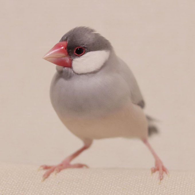 シルバー文鳥のtwitterイラスト検索結果