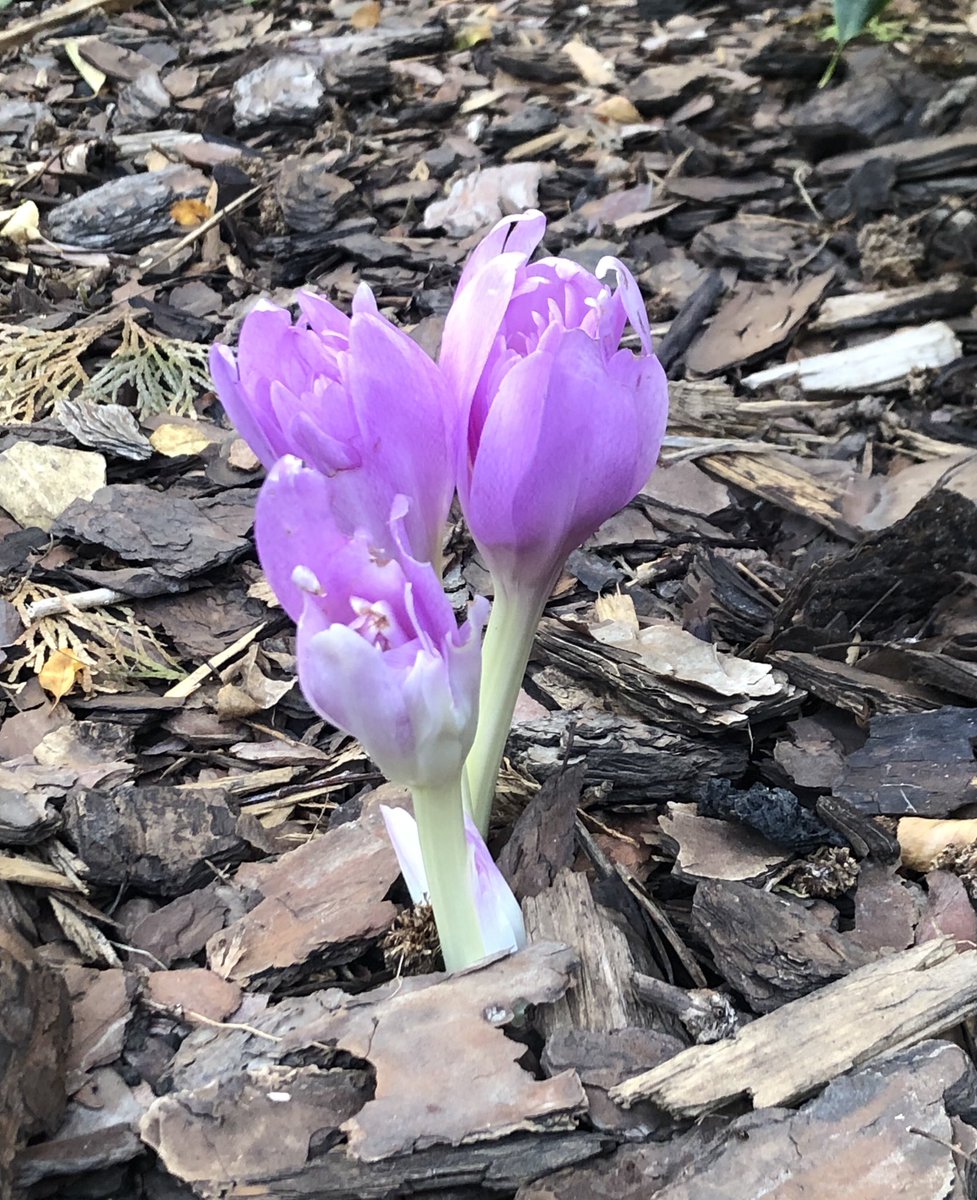 My Autumn Crocus (Colchicum autumnale) is blooming! All parts are poisonous, containing colchicine, which interferes with cell mitosis by binding to tubulin protein. 
#toxmeded #toxtwitter #plantnerd
