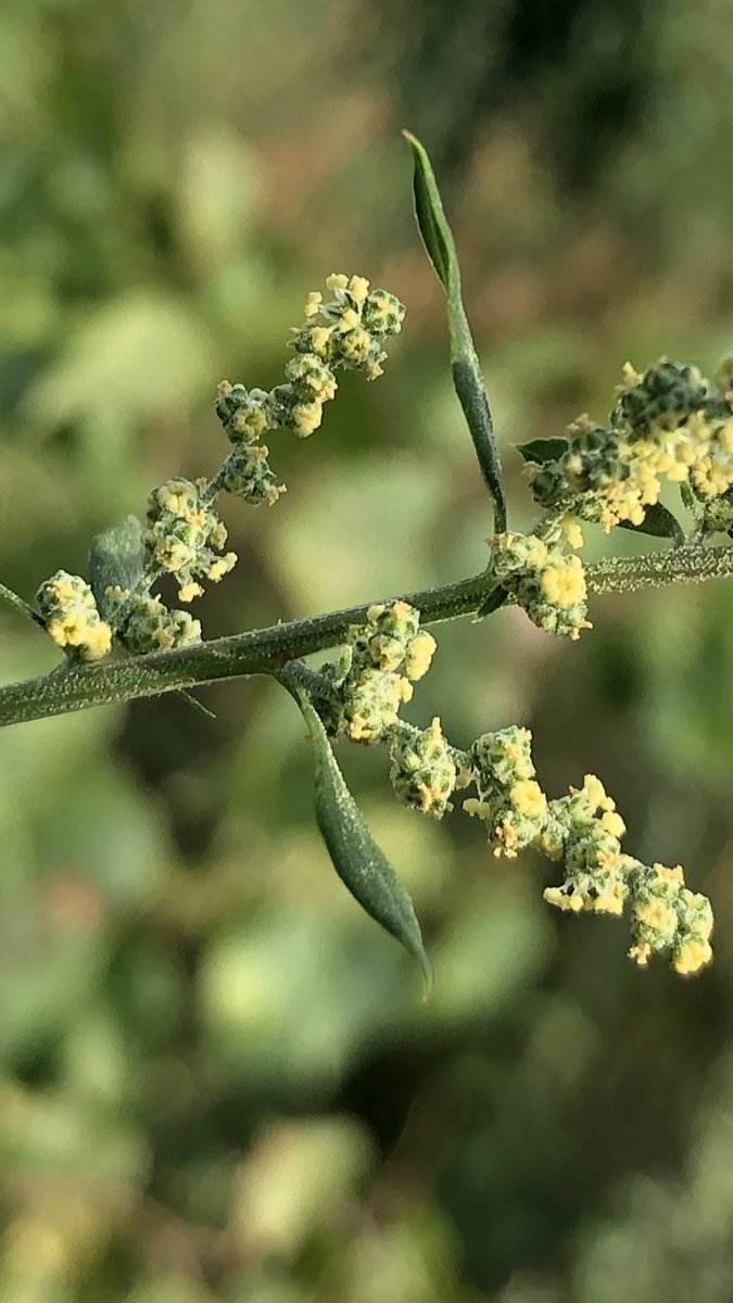 TeiaG2012's tweet photo. Floració de #chenopodium album. Espectacular l’envergadura d’aquesta #herba quan es deixa créixer al seu aire.. i espectacular també la quantitat de llavors que genera cada planta.. #Blets blancs, els reis de l’estiu! #weeds https://t.co/JBPXwQlJaK