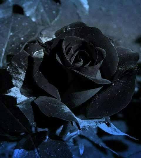 black rose 