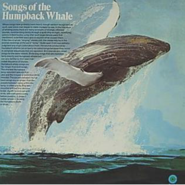 ErichHoyt's tweet photo. 50 yrs ago, Songs of the Humpback Whale recorded by Roger & Katy Payne & Frank Watlington, entered the charts selling 100k copies. @BBCRadio4 celebrates today (11.30 UK time). Imagine: #whales sing songs! We still wonder what they're singing about & exactly why. @marinemammalogy https://t.co/kbqS5XsQd0