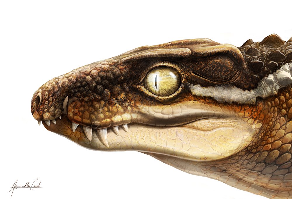Of predators and their prey, or the little ogre-like croc that was once stolen. 
Hello Ogresuchus furatus! 

nature.com/articles/s4159…