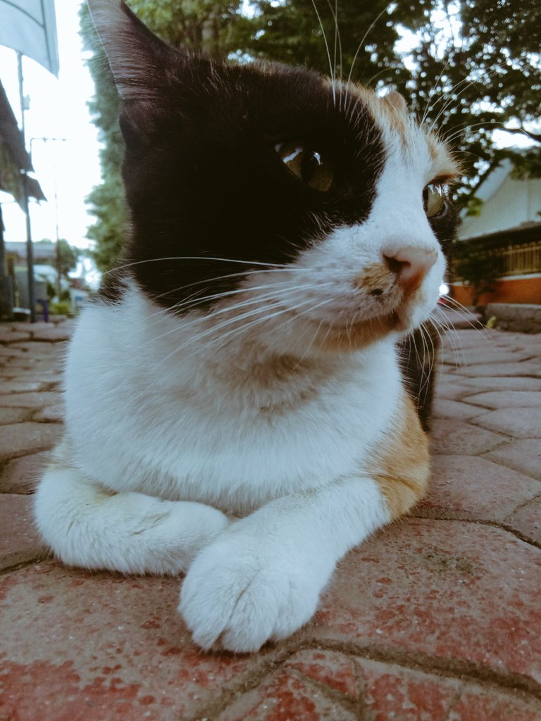 Swe3t_Java81's tweet image. My name is cici