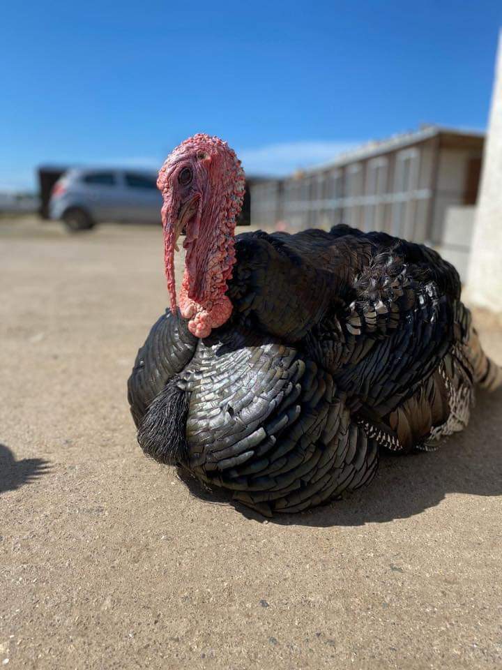 team_greenacres's tweet image. Please RT. Not only do we rescue, rehome and rehabilitate animals but also offer sanctuary life to those that cannot be rehomed. 

Please consider making a small donation to help us to keep helping the animals that need us. Thank you 💚🙏

greenacresrescue.org.uk/donate/

#Pembrokeshire