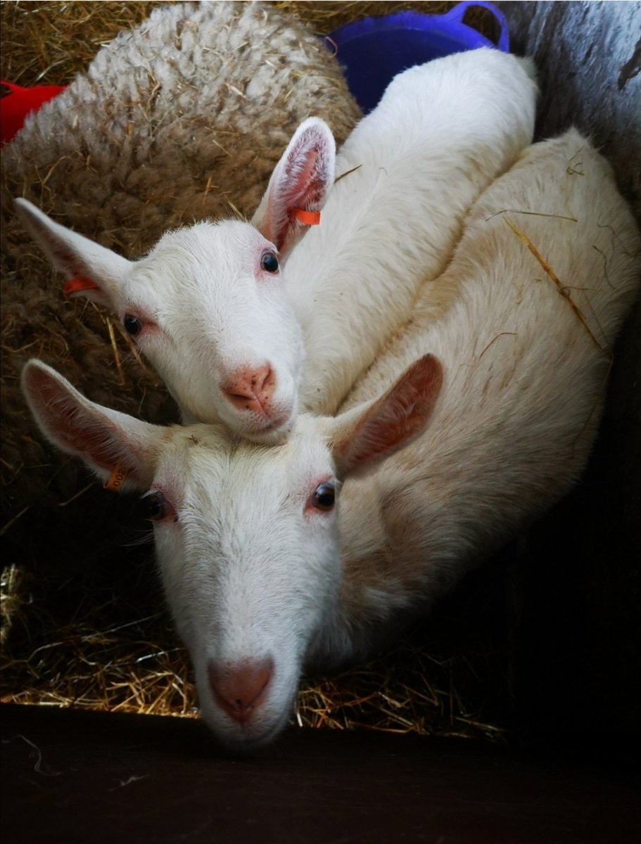 team_greenacres's tweet image. Please RT. Not only do we rescue, rehome and rehabilitate animals but also offer sanctuary life to those that cannot be rehomed. 

Please consider making a small donation to help us to keep helping the animals that need us. Thank you 💚🙏

greenacresrescue.org.uk/donate/

#Pembrokeshire