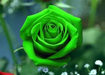 green rose 