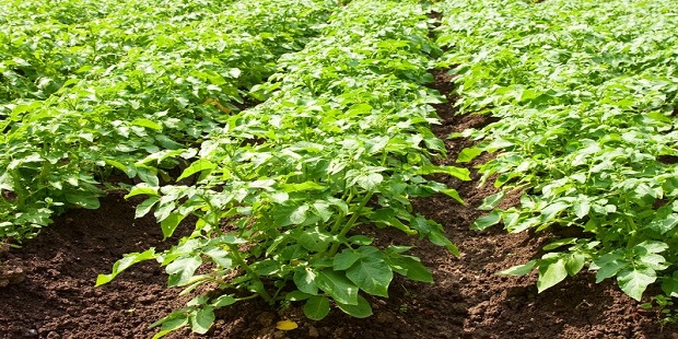 Agrojay_'s tweet photo. https://t.co/7WLuMWtroZ
Potato is grown in Pune, Satara, Nashik, Ahmednagar, Beed, Aurangabad and Nagpur districts. Potatoes are rich in minerals like protein, lime, phosphorus B and C vitamins
@nashik_feed
#AgricultureTAResult #agriculture #agrojay #digitalarts #farmersmarket https://t.co/kJYLpAYzpF