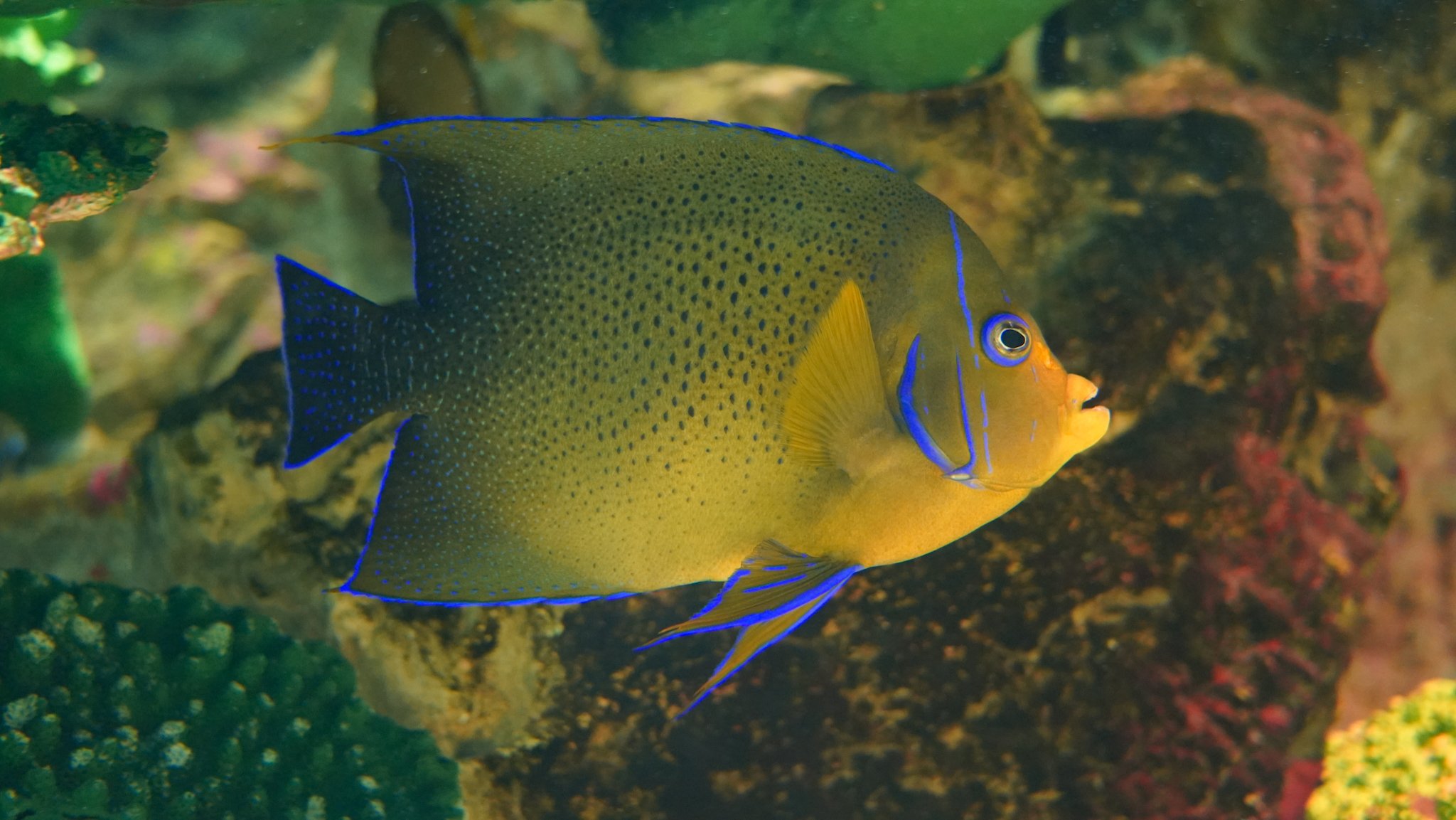 サザナミヤッコ Twitter Search Twitter