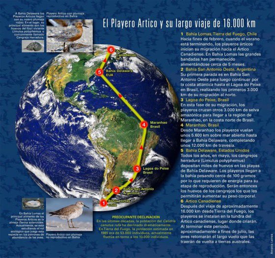 cbahialomas's tweet photo. En estos tiempos un viaje de este tipo sin duda es épico. Nuestra obligación es brindar las condiciones para que estas @avesplayeras lo puedan seguir realizando. Sin excusas. https://t.co/S30pK3C1p7