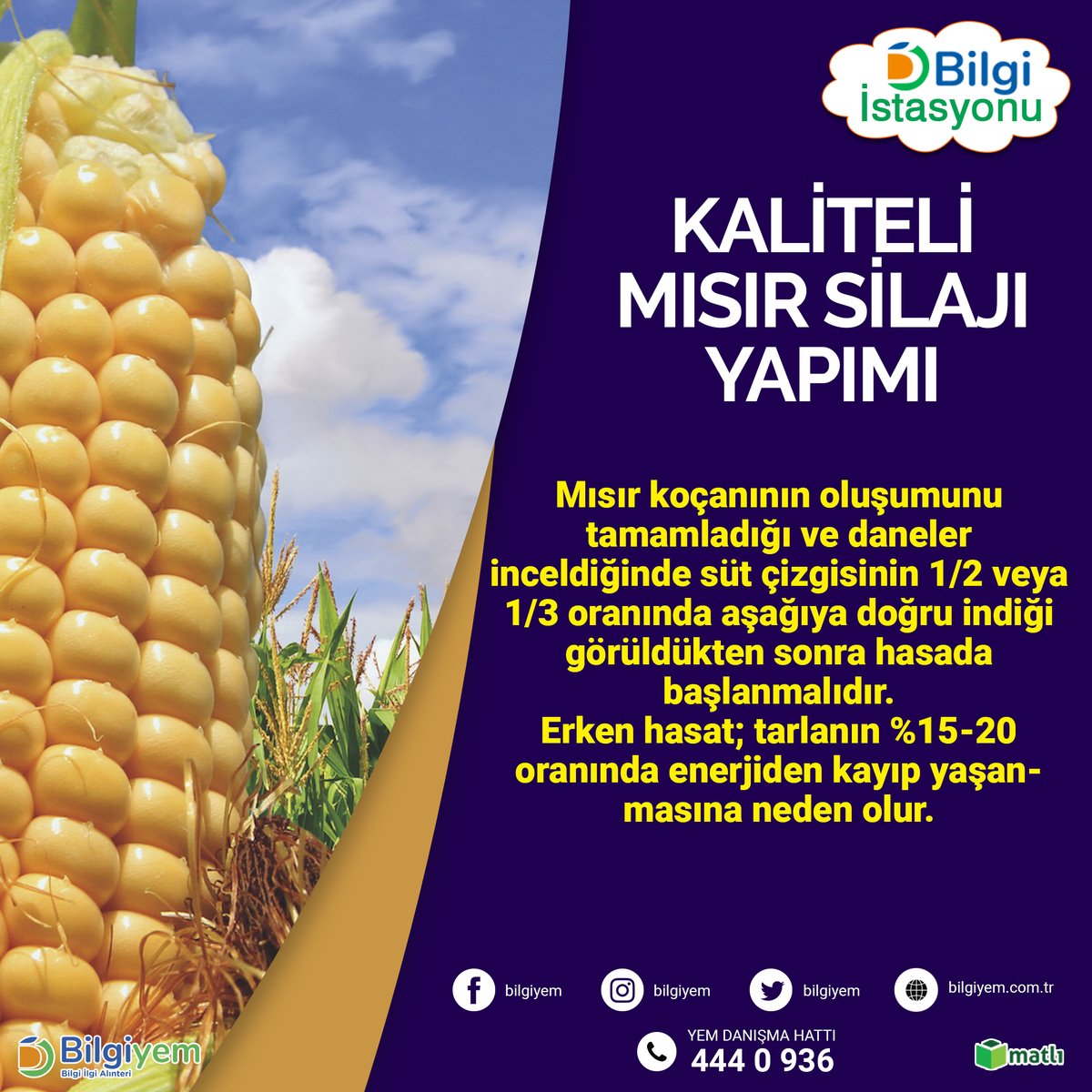 ⁣⁉KALİTELİ MISIR SİLAJI YAPIMI⁉⠀
📞444 0 936⠀
📱WhatsApp Bilgi Hattı: 0530 030 16 16⠀
🌐bilgiyem.com.tr⠀

#mısır #mısırsilajı #hayvancılık #çiftçi #silajyapımı #silaj #yem #bilgiyem #matlı