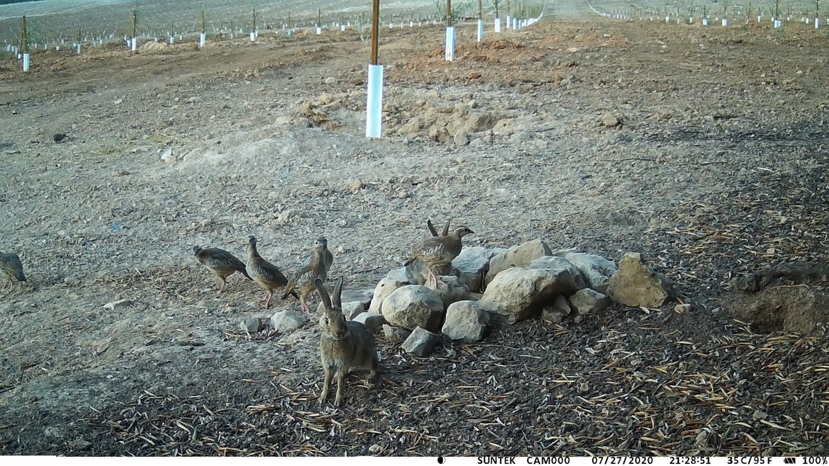 #LaVerdadDeLaCaza: El 80% de las especies que acuden a los bebederos instalados por las sociedades de #cazadores no son cinegéticas ow.ly/i8N730raiGk