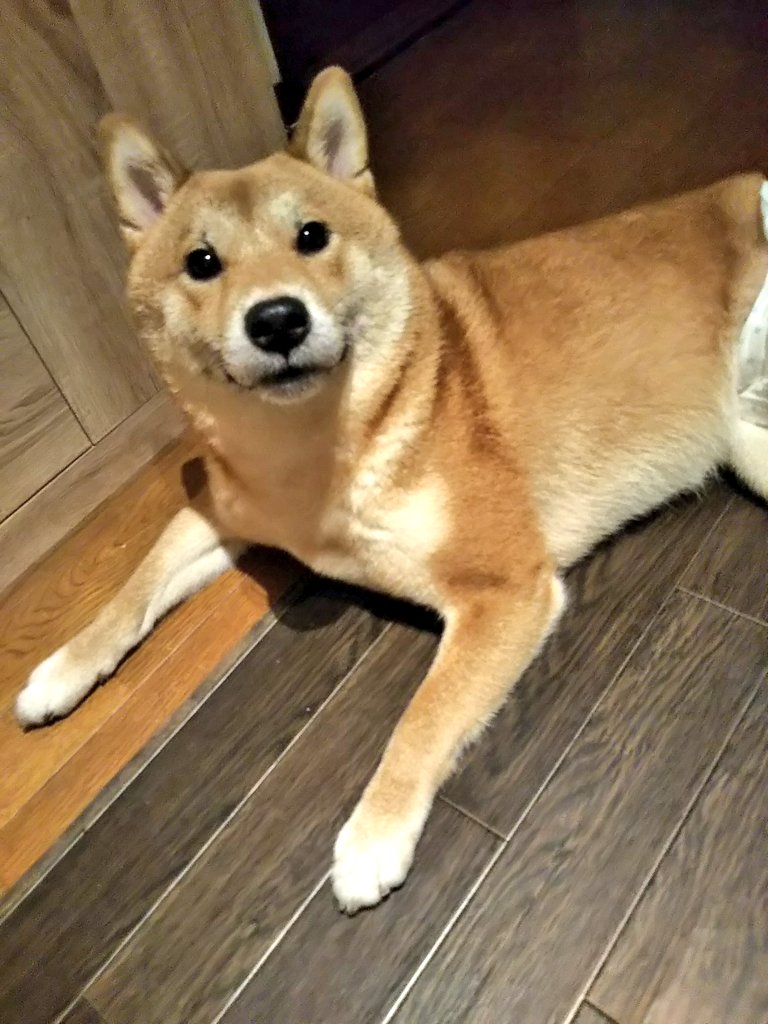 話す犬 話す犬