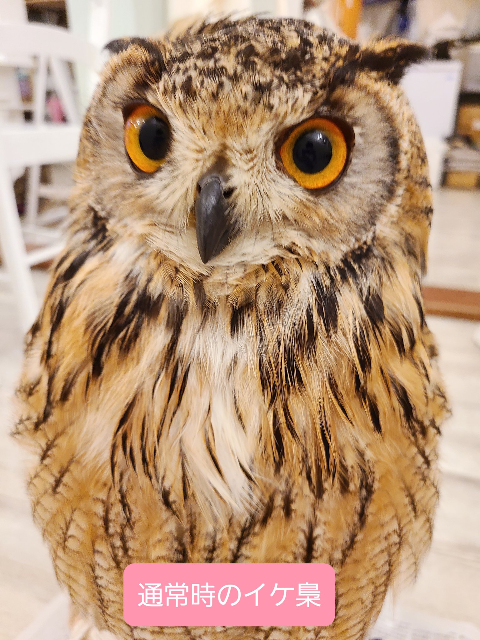 フクロウカフェ 東京 アキバフクロウ 雛祭り開催中 水も滴るいい男 ならぬ 水も滴るいい梟 ネギ やっぱりカッコイイ 動物カフェ フクロウカフェ 秋葉原 T Co 1nhkx8dbp7 Twitter フクロウカフェ 東京 アキバフクロウ 雛祭り開催中 水も滴るいい男 ならぬ 水も滴るいい梟 ネギ やっぱりカッコイイ 動物カフェ フクロウカフェ 秋葉原 T Co 1nhkx8dbp7 Twitter