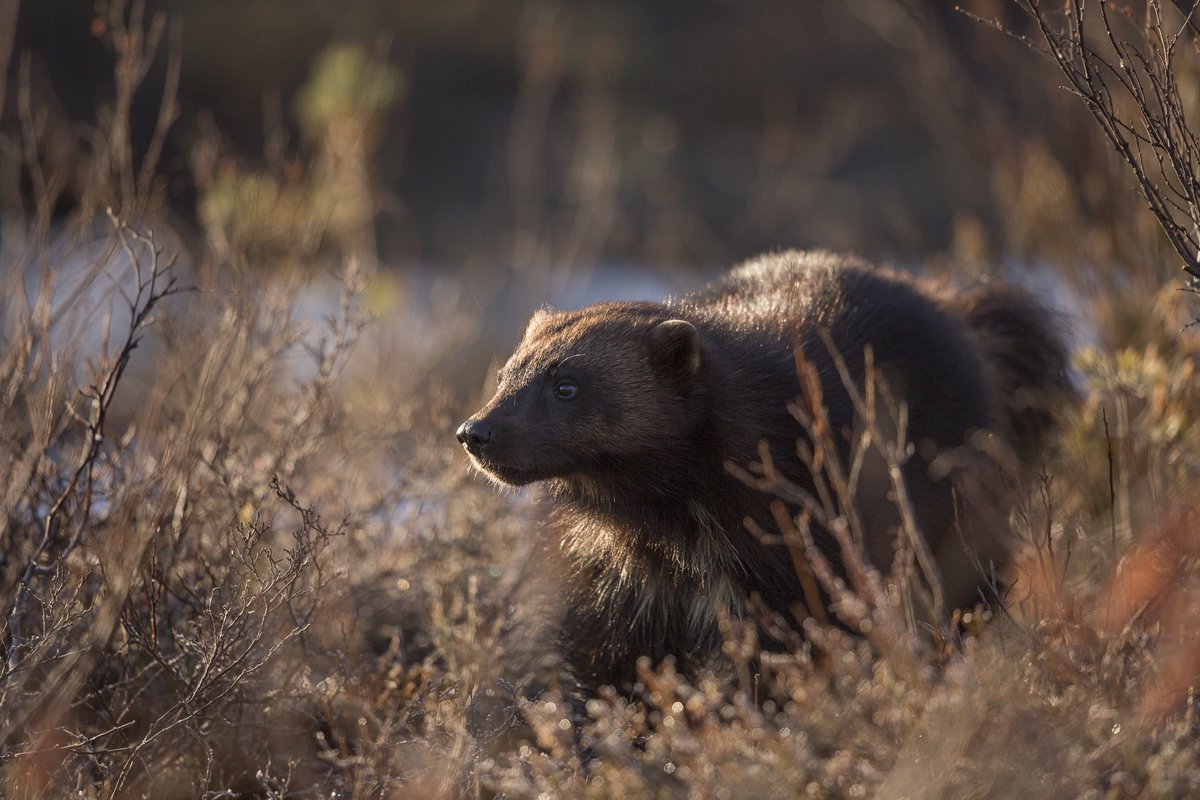 Fancy a truly wild photo experience next Spring? Visit the link below for more info. 

bearphoto.co.uk/bears-rut