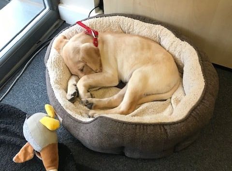 Throwback to when Oscar was a teeny tiny pup! 🐶

With everything going on at the moment, coming across this beauty of a photo is quite refreshing. #ThrowbackThursday