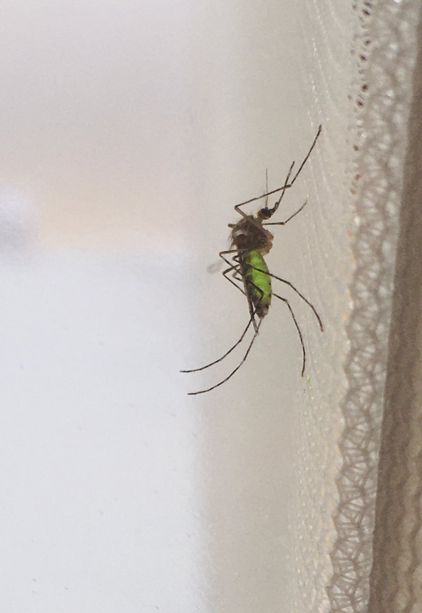 KorneliaKurucz's tweet photo. Nothing can stop me 😅🏠🦟 🔬especially if you have assistants like me🐾🤓 @JakabLab #homeoffice #labathome #COVID19 #pandemic #noobstacles #bestfriends #mosquitoes #greenmosquito https://t.co/1sCSP8WxrW