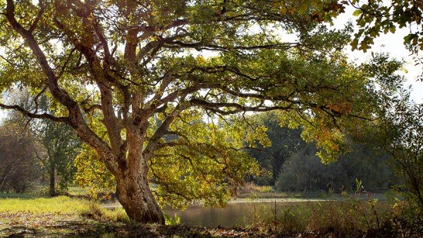 Lerino4's tweet photo. Beautiful forests of Vendee, in France.❤️ https://t.co/BEscDV3eRV