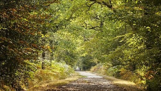 Lerino4's tweet photo. Beautiful forests of Vendee, in France.❤️ https://t.co/BEscDV3eRV