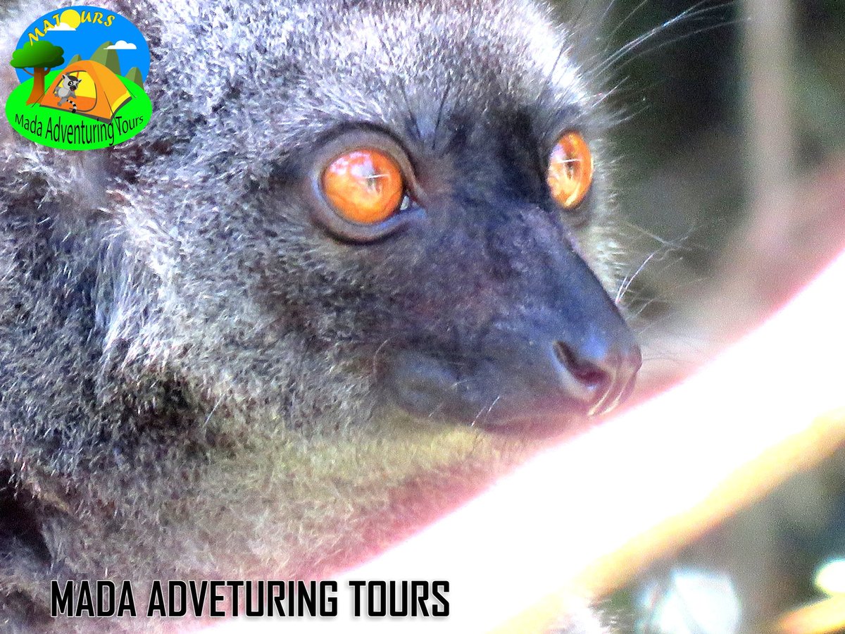 MatoursT's tweet image. MADA ADVENTURING TOURS
"Wandering with MATOURS is always beautiful"
montagne d'Ambre😍🥰👌✌️
ma-tours.com