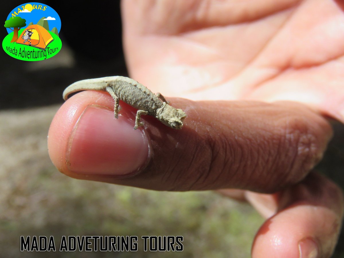 MatoursT's tweet image. MADA ADVENTURING TOURS
"Wandering with MATOURS is always beautiful"
montagne d'Ambre😍🥰👌✌️
ma-tours.com