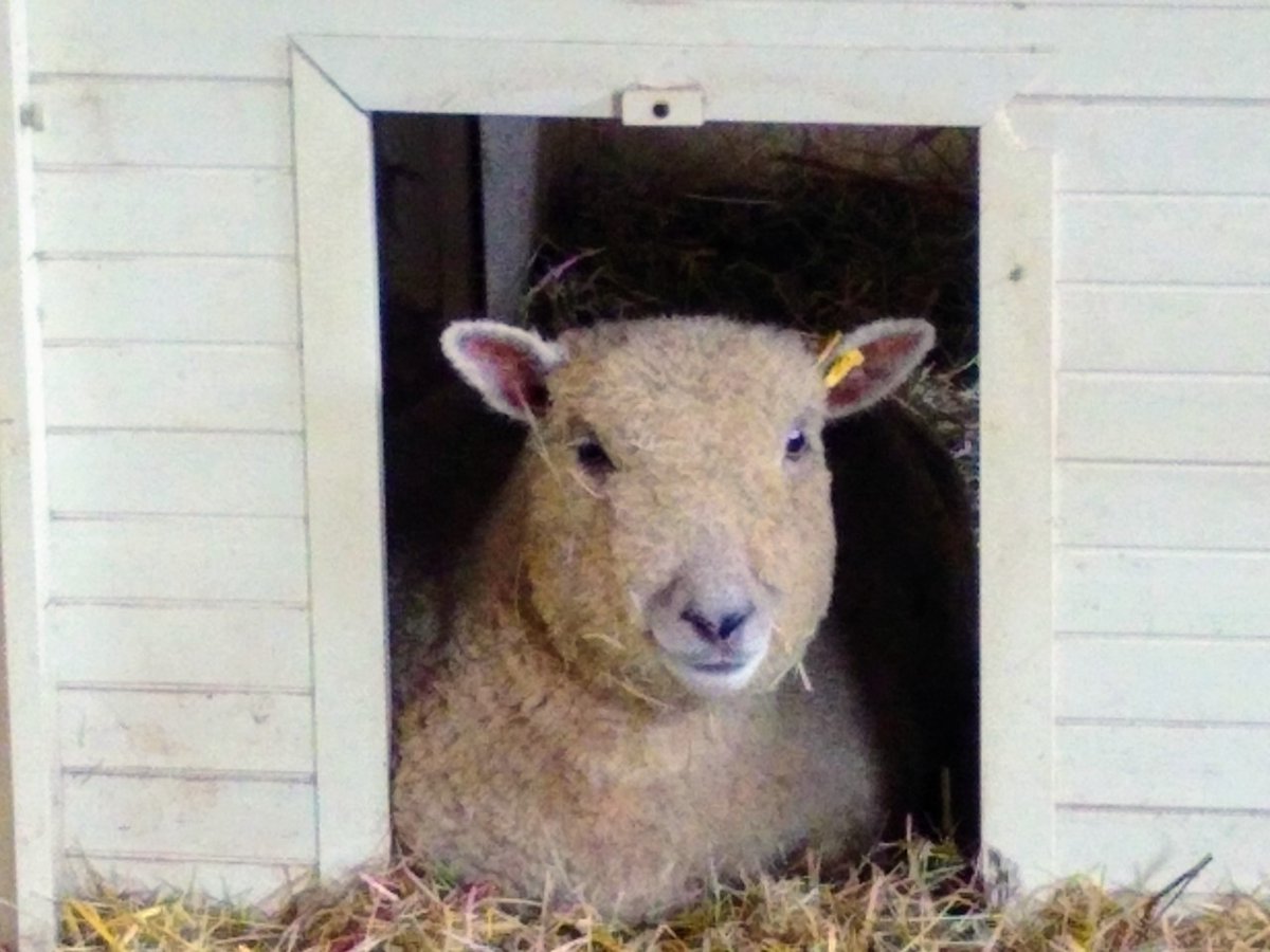 There’s always one! This lamb insists on sitting in a hen coop.

#southdownsheep #lovelambs