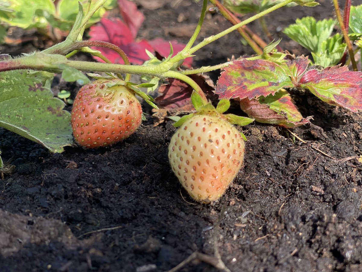 LKYPCG's tweet photo. We have been having an amazing harvest on our allotment, the allotments have provided a huge relief to those in our community who felt isolated, as the large space has given them to opportunity to see other people while still following the government guidelines https://t.co/B2sKEal3TF