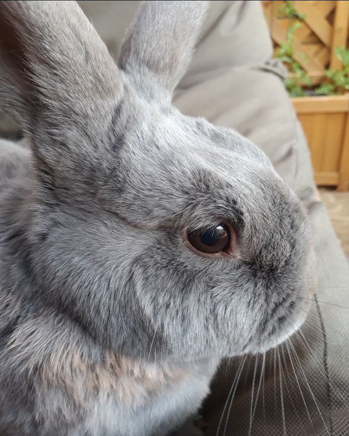 Mr_Mabel_'s tweet photo. Lazy days are for cuddles 🐇🐇🐰🐰 #rabbit #rabbits #bunnies #MrMabel #bertie #pets #cute #photography #new #photo https://t.co/vbKaBxQL6I