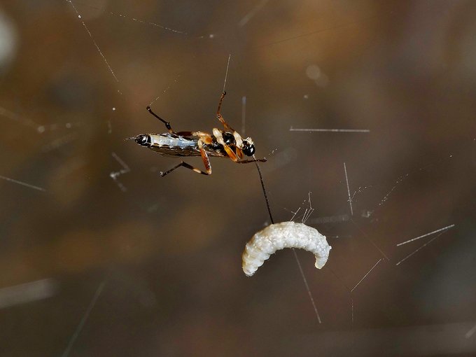 Popular Tweets Of Rikio Matsumoto 3 Whotwi Graphical Twitter Analysis Popular Tweets Of Rikio Matsumoto 3 Whotwi Graphical Twitter Analysis