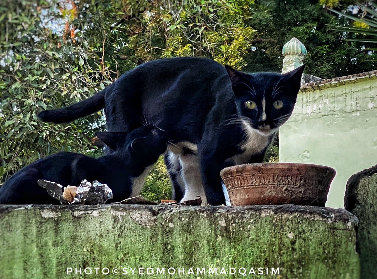 EvolveLeadLove's tweet photo. This feline devotee of Patte Shah Baba RA too gets #Jumerat ka Tabarruk in the form of breads and Milk .
I noticed the kitten was not interested in blessed Dargah Milk &preferred to enjoy mothers milk instead.
I got this stare,not unusual for a photographer
#DargahsOfDelhi https://t.co/JmsEw8Za33