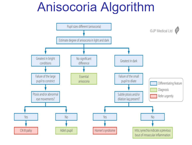 Anisocoria Flow Chart