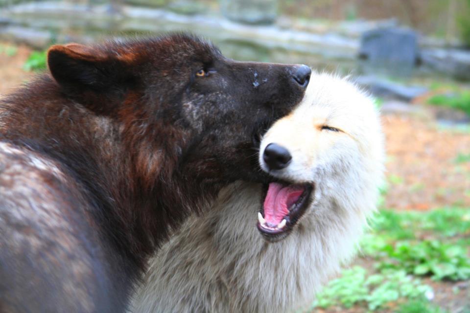 Hourly Wolves tweet media