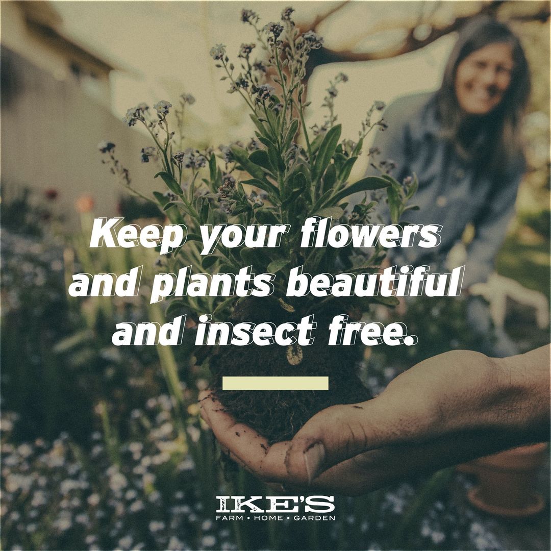 ikes_products's tweet photo. Our Systemic Landscape Care can help keep your flowers and plants beautiful and insect free!

Visit https://t.co/yaYKinLJGh for more information.

#IkesProducts #SystemicLandscapeCare #Gardening #LawnCare #Landscape #DIY https://t.co/aa7QtYQJm9