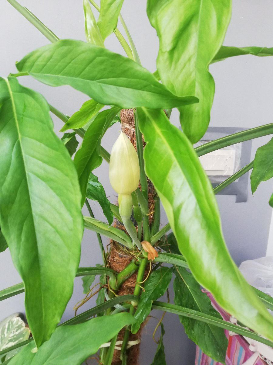 I didn't know that arrowhead would flower. It's growing nice and strong and I see 3 buds that'll soon bloom.  #GreenThumb  #Gardening  #ContainerGardening
