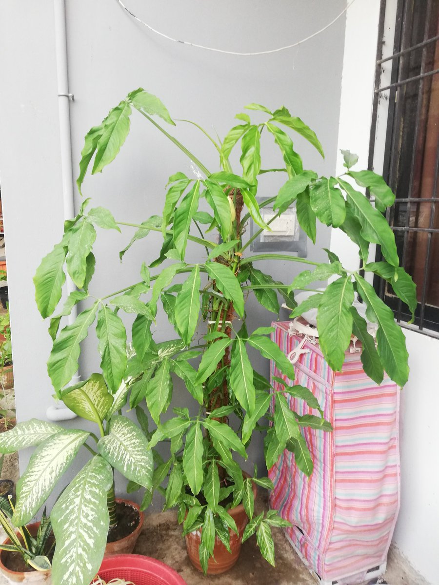 I didn't know that arrowhead would flower. It's growing nice and strong and I see 3 buds that'll soon bloom.  #GreenThumb  #Gardening  #ContainerGardening