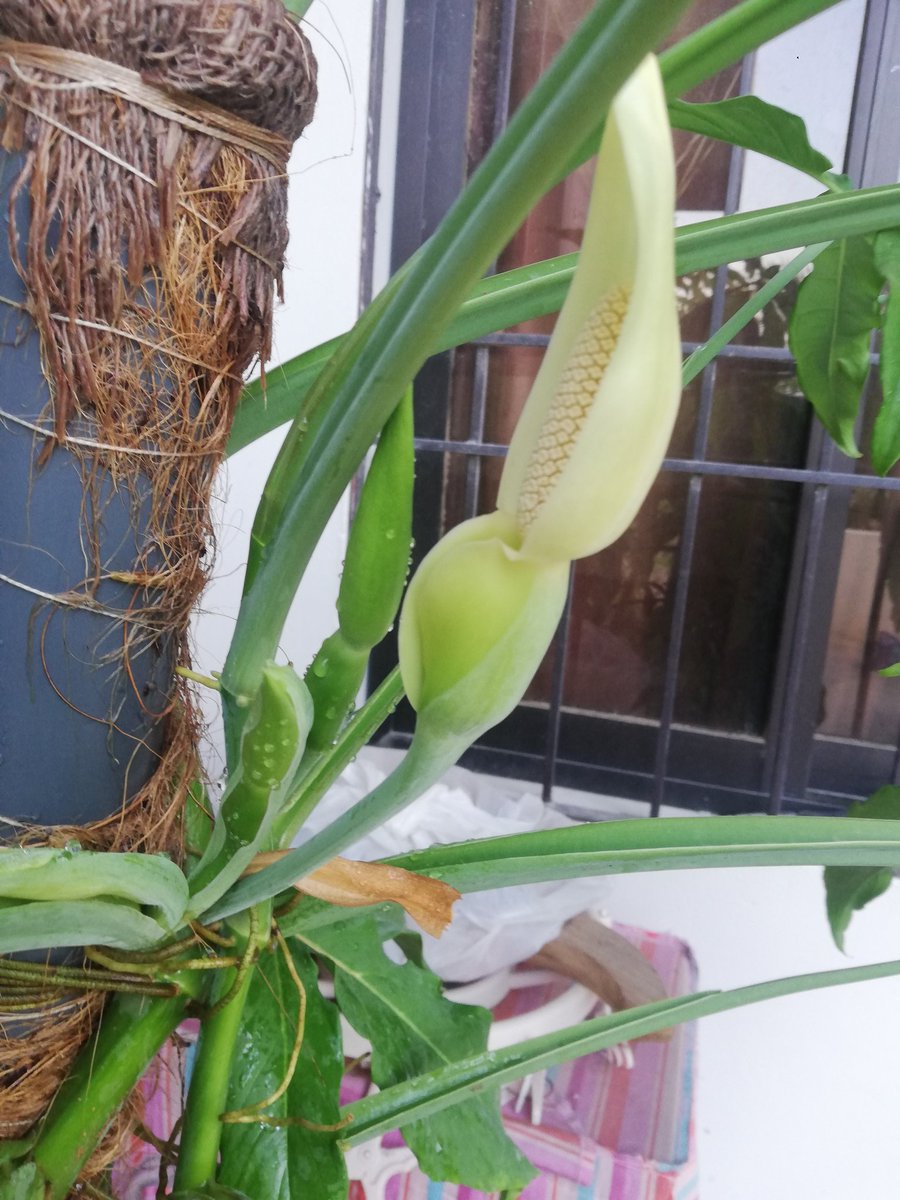 I didn't know that arrowhead would flower. It's growing nice and strong and I see 3 buds that'll soon bloom.  #GreenThumb  #Gardening  #ContainerGardening